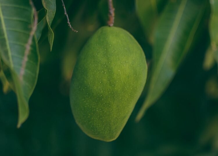 Banyak Tak Tahu! Segini Manfaat Makan Buah Mangga untuk Kesehatan Tubuh