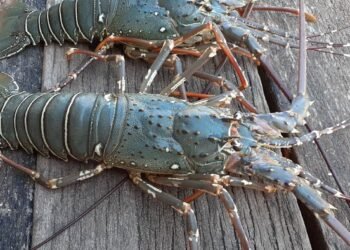 Komitmen Indonesia dan Vietnam Perangi Praktik Perikanan Ilegal, Jadi Pemain Lobster Dunia