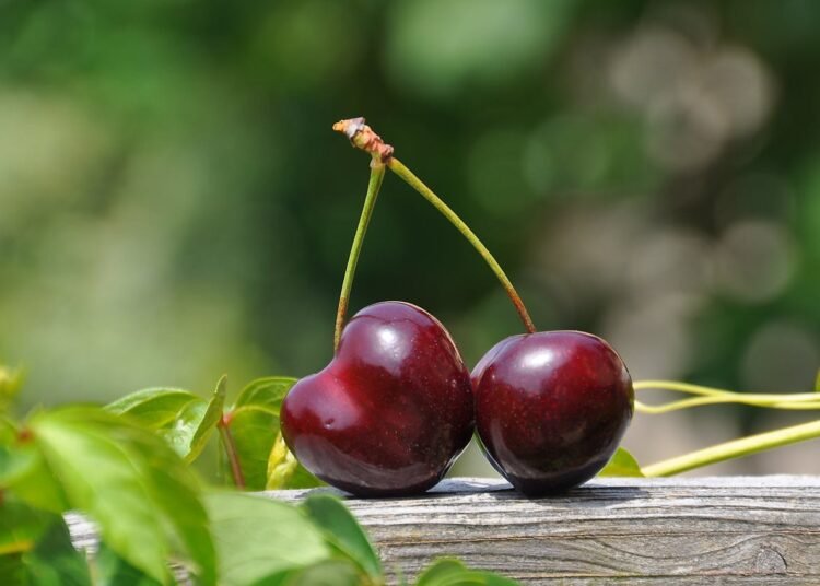 Tak Disangka! Ternyata Segini Banyak Manfaat Buah Ceri untuk Kesehatan