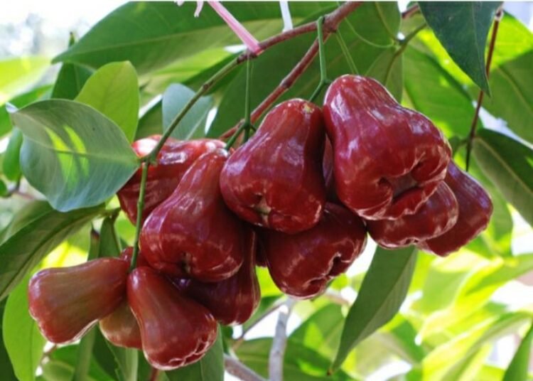 6 Manfaat Luar Biasa Buah Jambu Air untuk Kesehatan Anda